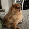 gogogizmo2
