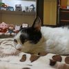 catlove2507