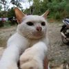 adamsyafie