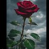 omell_00