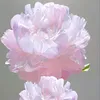 hoangthithanhtu2