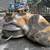 tahcarp
