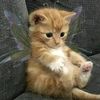 its.iaan