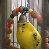 epic_birb_no.1