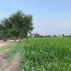 younis_201