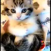 yousifkhokhar945