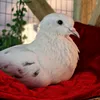 pigeon.chums