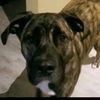 freya_.the._dog