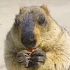 razzledazzlebedazzle