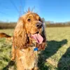 eddiethecockerspaniel