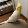 daniddsouzza