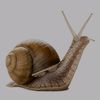 the.imortal.snail