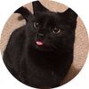 adis.its.babi.mik
