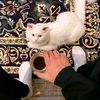 hakimhakim..w