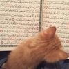 shaden_abd0
