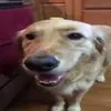 butterdog09