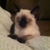 lil.kittycatty