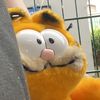 distamoni
