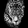 lql_6