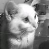 xbesse23_