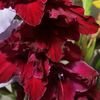 _flower_369