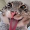 meowii777