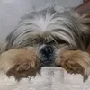 derikmeireles7