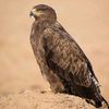 deserteagledutch