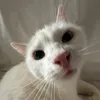 thonkanenn