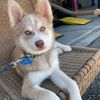 ziggythepomsky7
