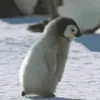 Julia.likes.Penguins