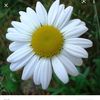 daisyks12