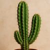 cactusthere