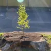 tuannguyen_4468