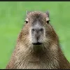 capivara.assada