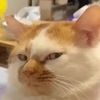 orangecat111.23