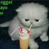 toragsoy27