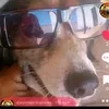 djaulmapinheiroma