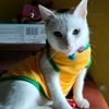 dundut.hippupetshop