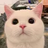 eiidafly2