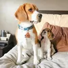 beaglehug