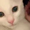 alwabeau