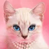 miowmiowraw
