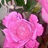 alisaher78
