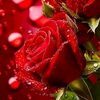nazir.khan1001