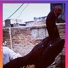 ita_shery_006