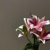 eowf.13