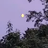 norrikrohde