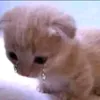 kimjin_thv