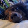 lokithespicysausage